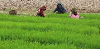 The Importance of Agriculture in Uttar Pradesh